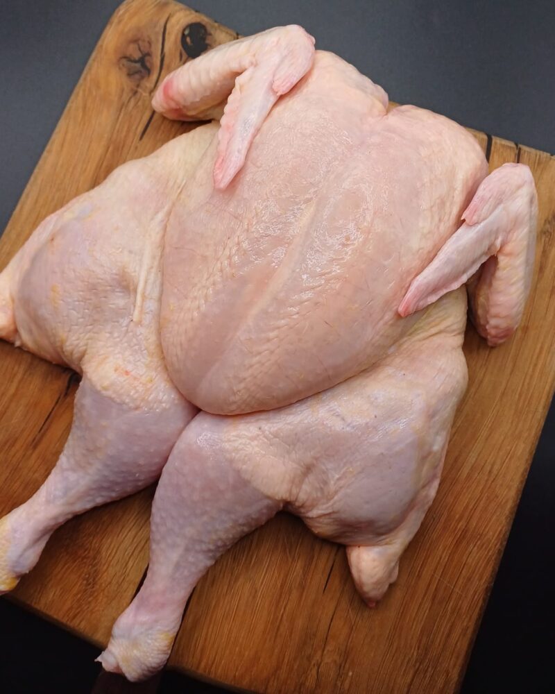 Chicken Flattie Plain